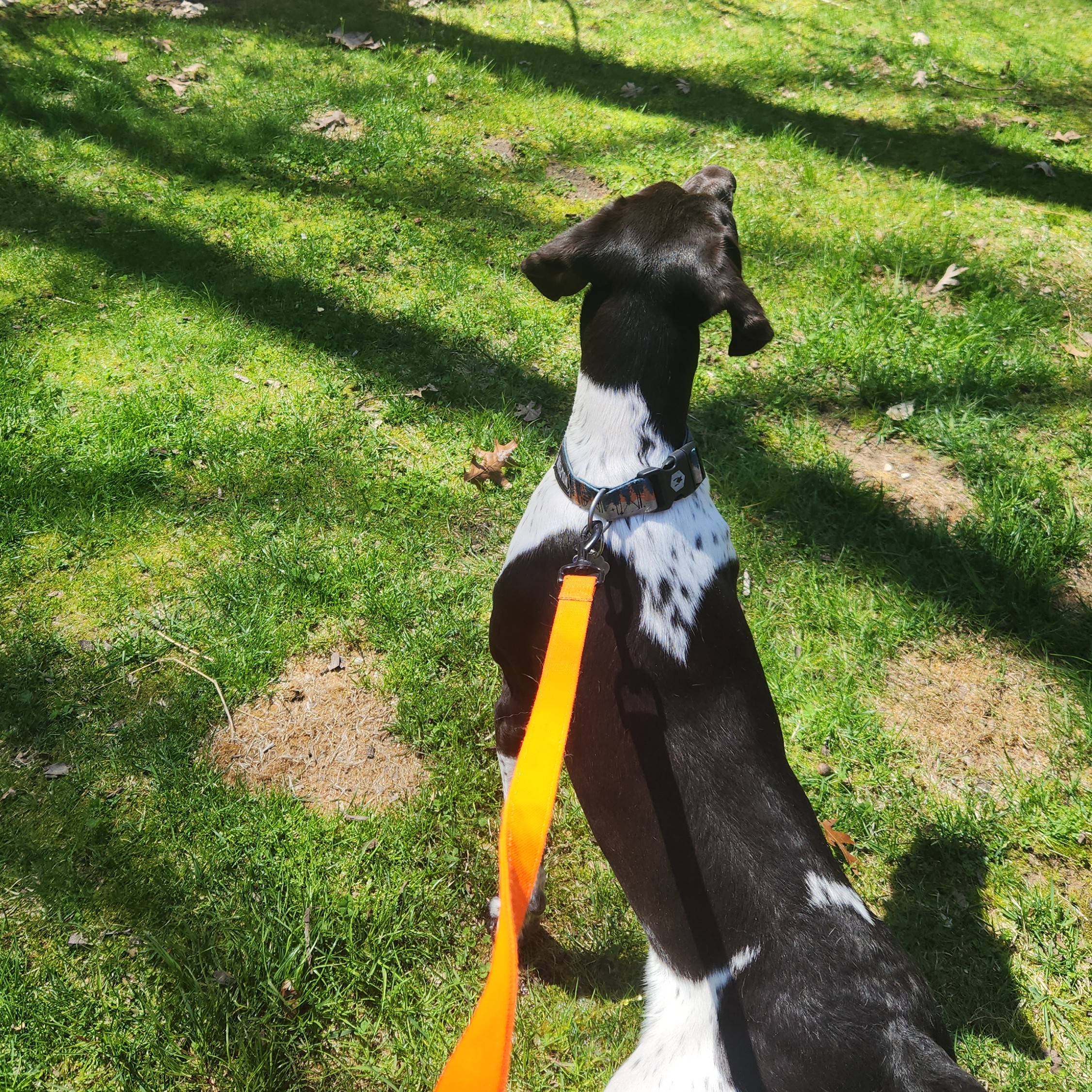 Dog on a leash