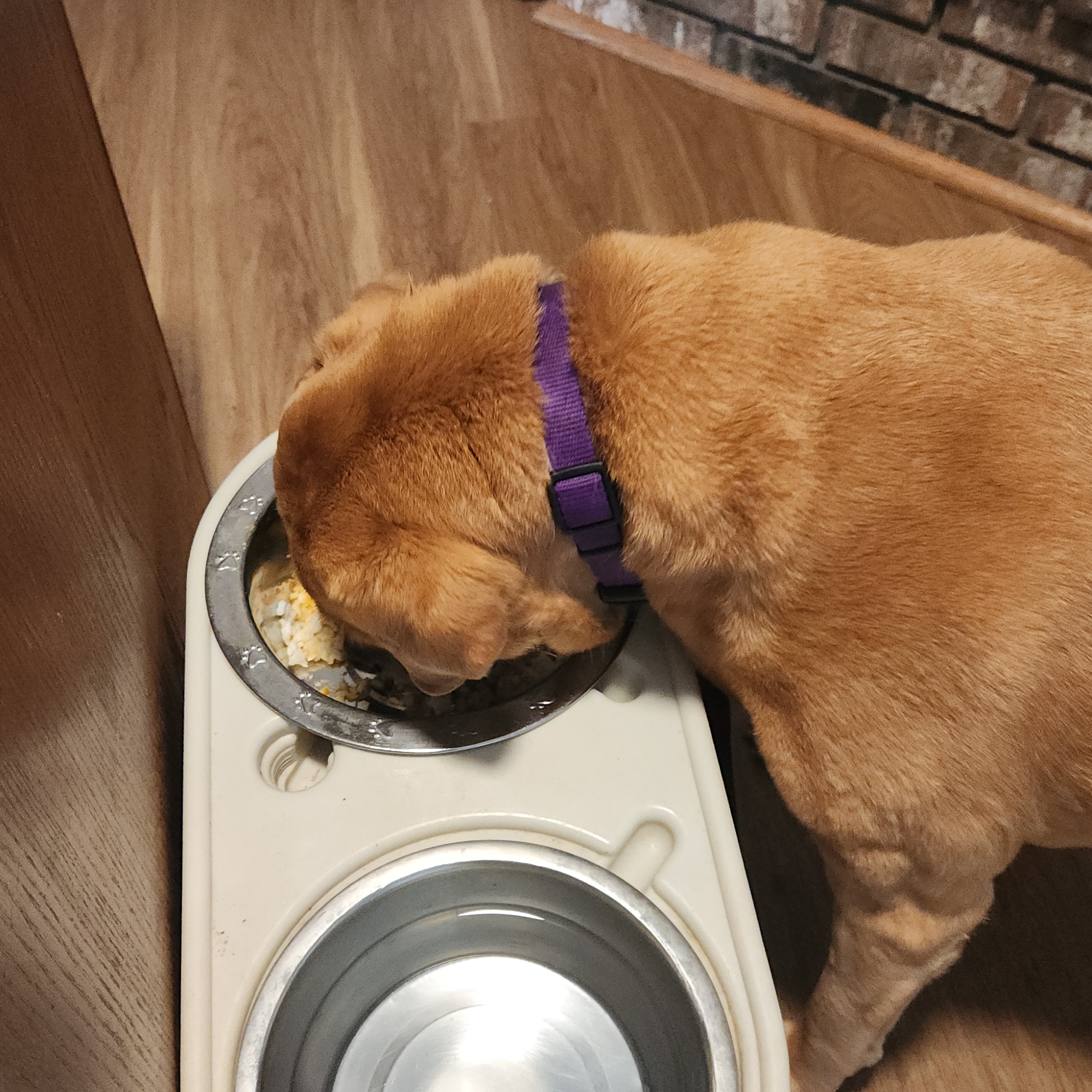 Dog eating from bowl