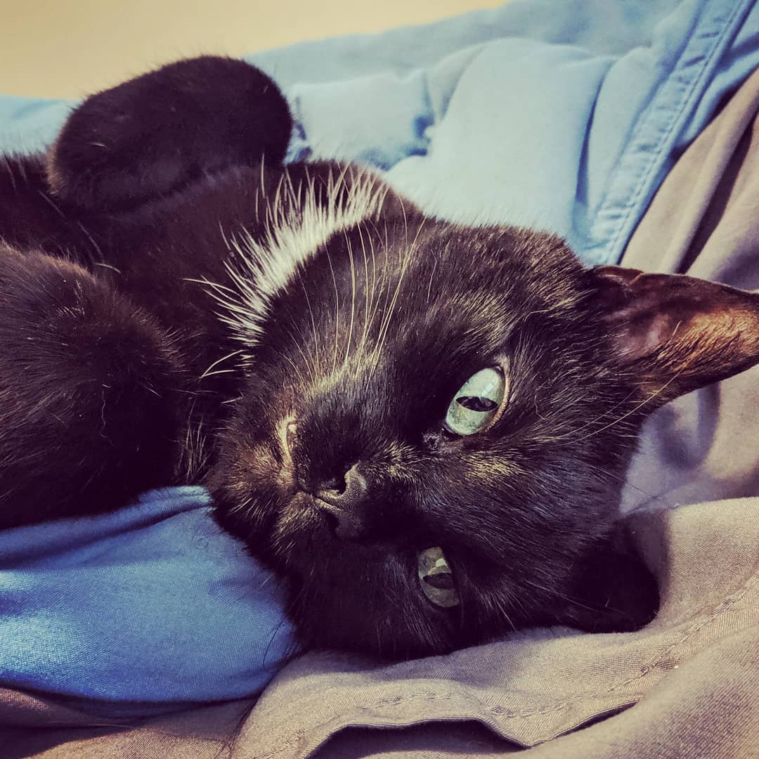 Perry the cat